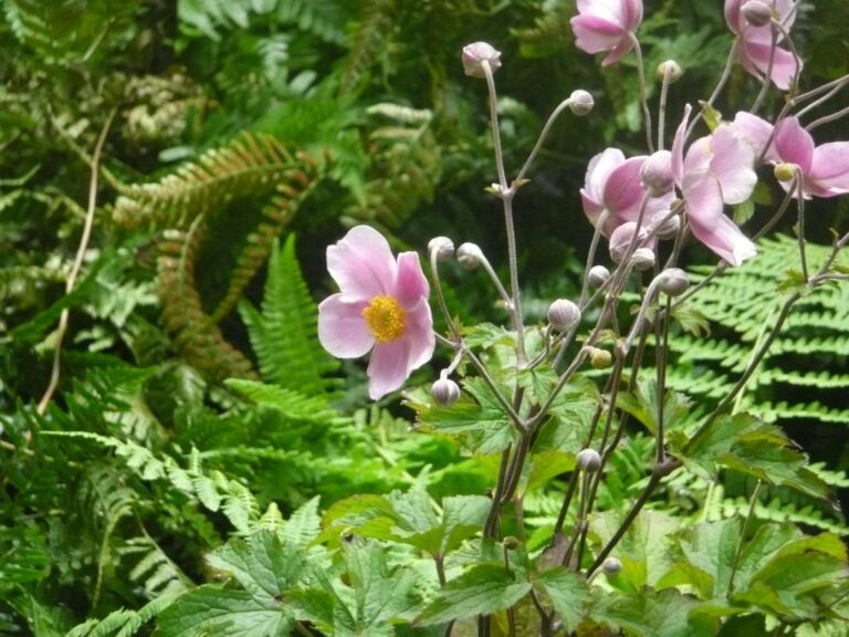 Atlantic Gardens Blossoms