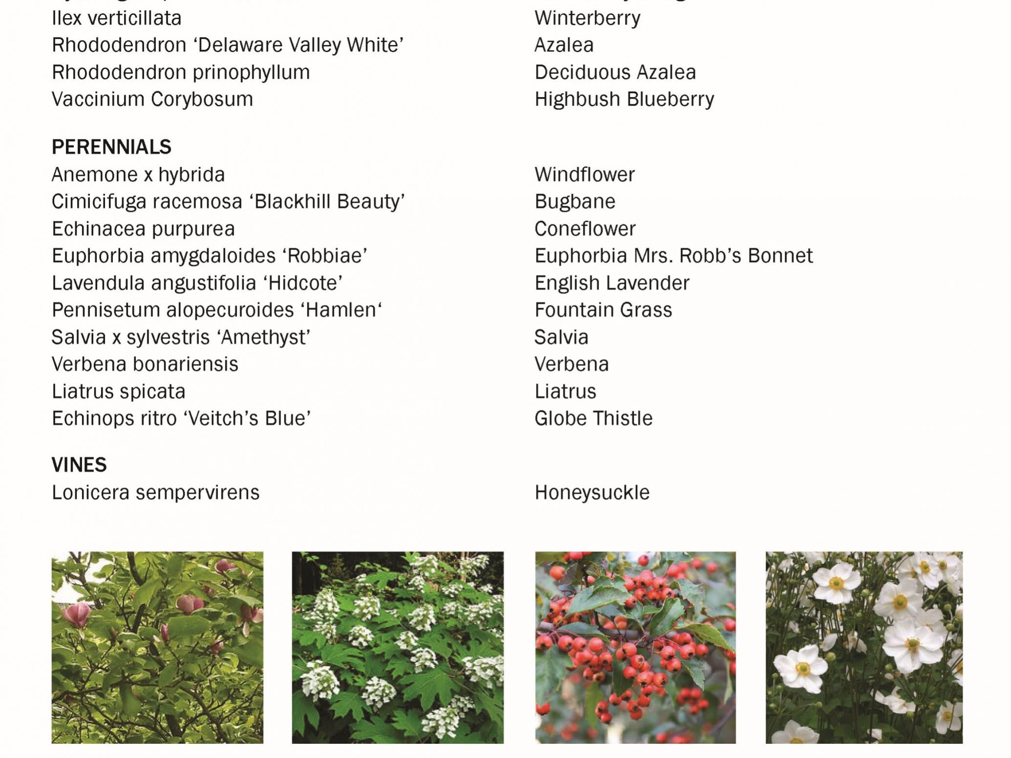 Stuarts Garden plant palette 2019 NYASLA landscape architecture design.
